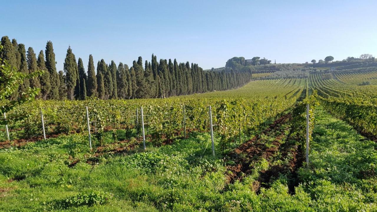 Tenuta Di Pietra Porzia Monte Porzio Catone Buitenkant foto
